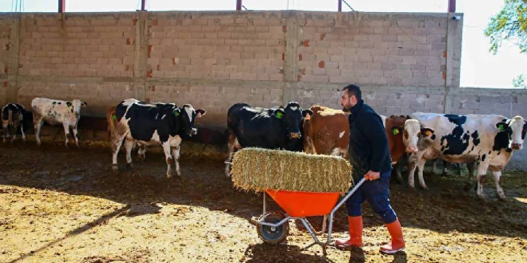 Mühendislikten vazgeçti hayvancılığa başladı! Eğitimleri onu daha da yükseltti: 4 taneyle başladı sayılarını 45’e çıkardı 3